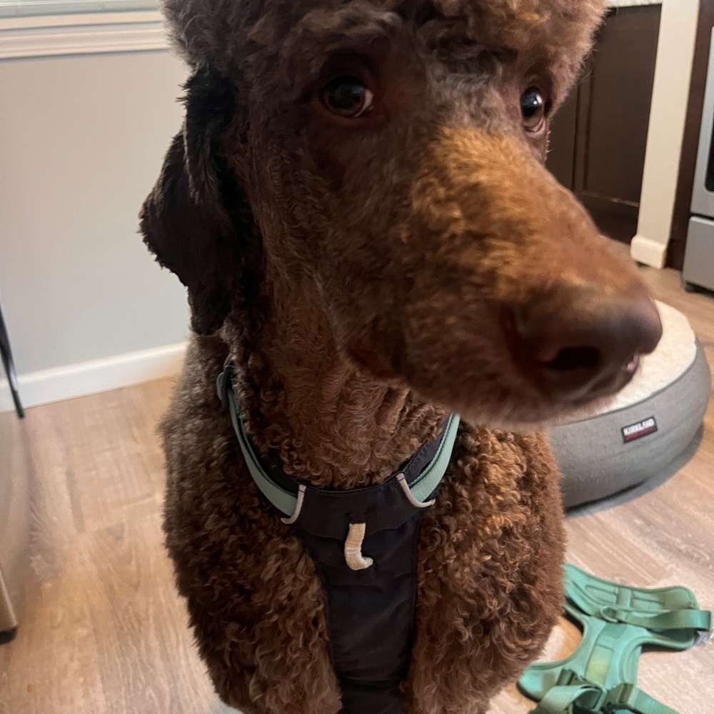 RuffWear Hi and Light Harness - Picture 4 of 5